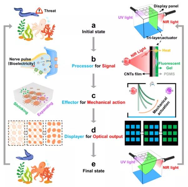 寧波材料所發(fā)展出&ldquo;光控多色熒光凝膠驅(qū)動(dòng)&rdquo;調(diào)制的智能圖案顯示系統(tǒng)