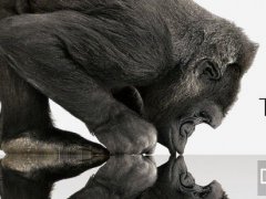 大猩猩玻璃制造商康寧獲蘋果2億美元投資