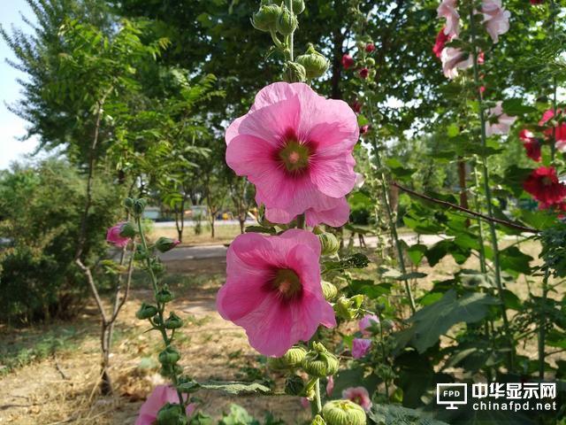 小米Max 2評測：才不是只有大屏大電池！