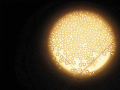 &ldquo;液晶屏骨頭&rdquo;微球被日本壟斷 是什么卡了我們的脖子？